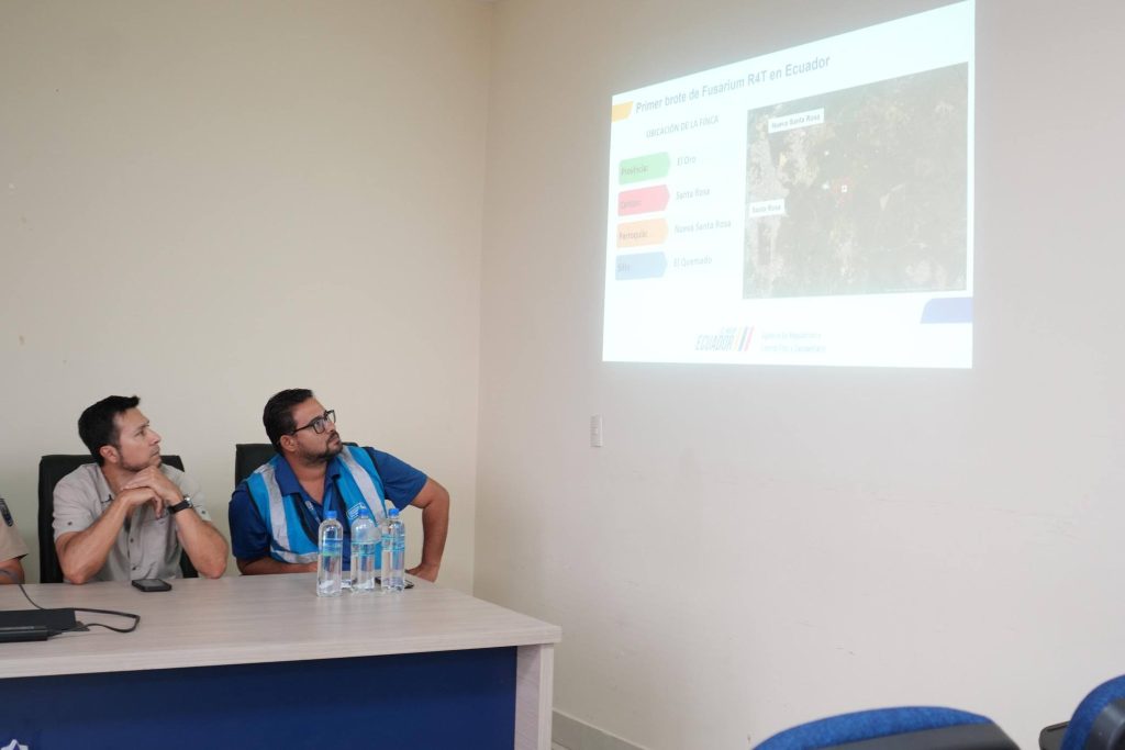 Naranjito activa el COE ante la amenaza del Fusarium R4T en cultivos