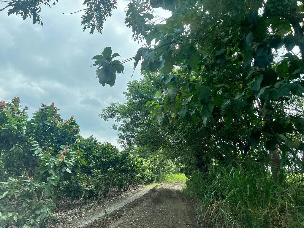 Reconformación vial mejora el transporte agrícola en Naranjito